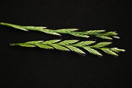 Annual Ryegrass - VNS
